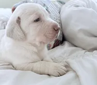 Beau, a male Labrador Retriever for sale in Charlotte, NC – Photo 3 of 6