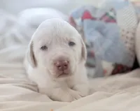 Beau, a male Labrador Retriever for sale in Charlotte, NC – Photo 1 of 6