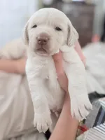 Beau, a male Labrador Retriever for sale in Charlotte, NC – Photo 2 of 6