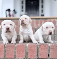Beau, a male Labrador Retriever for sale in Charlotte, NC – Photo 4 of 6
