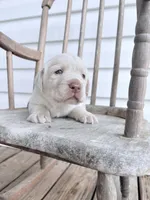 Beau, a male Labrador Retriever for sale in Charlotte, NC – Photo 5 of 6