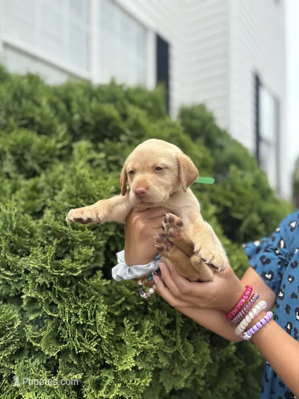 Hazel – Labrador Retriever puppy for sale in Charlotte, NC