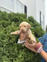 Hazel, a female Labrador Retriever for sale in Charlotte, NC – 1 of 10