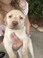 Jake, a male Labrador Retriever for sale in Charlotte, NC – Photo 3 of 9