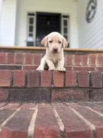Jake, a male Labrador Retriever for sale in Charlotte, NC – Photo 9 of 9