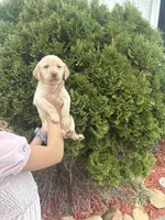 Jake, a male Labrador Retriever for sale in Charlotte, NC – Photo 4 of 9