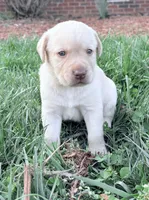 Jake, a male Labrador Retriever for sale in Charlotte, NC – Photo 7 of 9