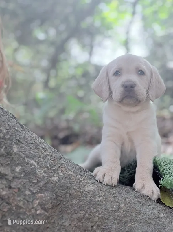 Marley – Labrador Retriever puppy for sale in Charlotte, NC