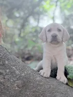 Marley, a male Labrador Retriever for sale in Charlotte, NC – 1 of 8