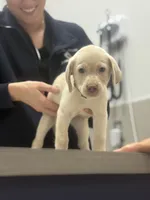 Marlo, a male Labrador Retriever for sale in Charlotte, NC – 5 of 7