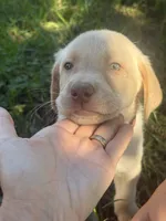 Marlo, a male Labrador Retriever for sale in Charlotte, NC – 4 of 8