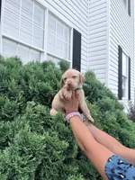 Hazel, a female Labrador Retriever for sale in Charlotte, NC – 8 of 10