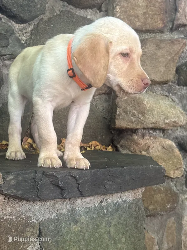 Jack  – Labrador Retriever puppy for sale in Charlotte, NC