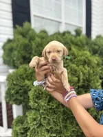 Hazel, a female Labrador Retriever for sale in Charlotte, NC – 4 of 10