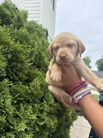 Hazel, a female Labrador Retriever for sale in Charlotte, NC – 10 of 10