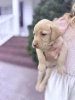 Lady , a female Labrador Retriever for sale in Charlotte, NC – Photo 6 of 8