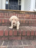 Lady , a female Labrador Retriever for sale in Charlotte, NC – Photo 8 of 8