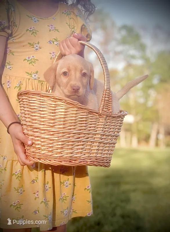 Lady  – Labrador Retriever puppy for sale in Charlotte, NC