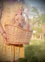 Lady , a female Labrador Retriever for sale in Charlotte, NC – Photo 1 of 8