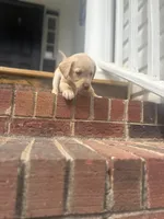 Lady , a female Labrador Retriever for sale in Charlotte, NC – Photo 7 of 8