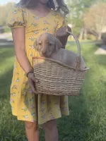 Lady , a female Labrador Retriever for sale in Charlotte, NC – Photo 3 of 8