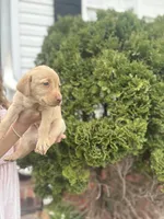 Lady , a female Labrador Retriever for sale in Charlotte, NC – Photo 5 of 8