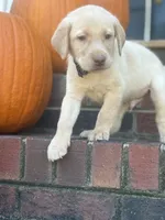 Marlo, a male Labrador Retriever for sale in Charlotte, NC – 7 of 7