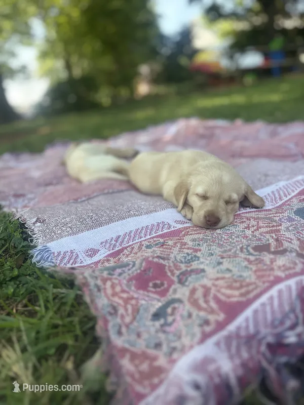 Callie  – Labrador Retriever puppy for sale in Charlotte, NC