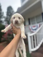 Marley, a male Labrador Retriever for sale in Charlotte, NC – 5 of 9