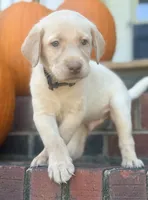 Marley, a male Labrador Retriever for sale in Charlotte, NC – 4 of 8