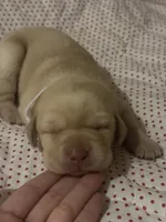Mae , a female Labrador Retriever for sale in Charlotte, NC – 6 of 9