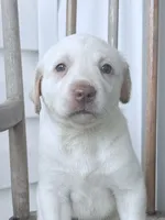 Marley, a male Labrador Retriever for sale in Charlotte, NC – 6 of 9
