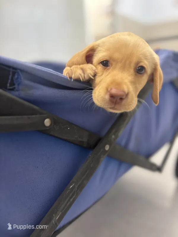 Hazel – Labrador Retriever puppy for sale in Charlotte, NC