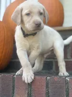 Marlo, a male Labrador Retriever for sale in Charlotte, NC – 6 of 8