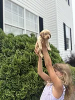 Mae , a female Labrador Retriever for sale in Charlotte, NC – 4 of 9