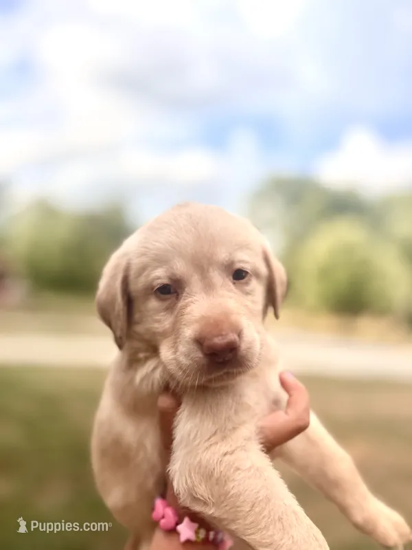 Jake – Labrador Retriever puppy for sale in Charlotte, NC