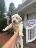 Marley, a male Labrador Retriever for sale in Charlotte, NC – 4 of 9