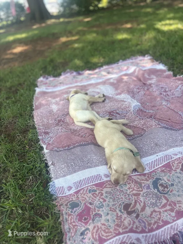 Callie  – Labrador Retriever puppy for sale in Charlotte, NC