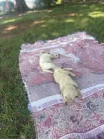 Callie , a female Labrador Retriever for sale in Charlotte, NC – 8 of 9