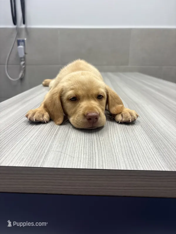 Jake – Labrador Retriever puppy for sale in Charlotte, NC