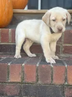 Marlo, a male Labrador Retriever for sale in Charlotte, NC – 7 of 8