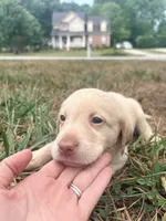 Callie , a female Labrador Retriever for sale in Charlotte, NC – 3 of 9
