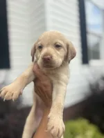Mae , a female Labrador Retriever for sale in Charlotte, NC – 3 of 9