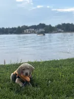 Jake, a male Labrador Retriever for sale in Charlotte, NC – 3 of 7