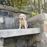 Marley, a male Labrador Retriever for sale in Charlotte, NC – 3 of 8