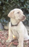 Marley, a male Labrador Retriever for sale in Charlotte, NC – 3 of 8