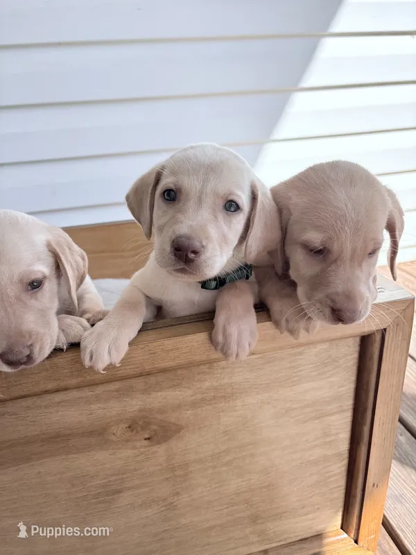 Marley – Labrador Retriever puppy for sale in Charlotte, NC