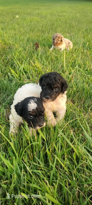 Mini poodle – Poodle - Miniature  puppy for sale in Addison, MI
