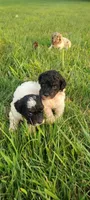 Mini poodle, a male Poodle - Miniature  for sale in Addison, MI – 1 of 10