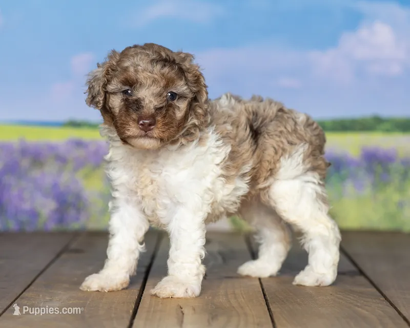 Melvin – Poodle - Miniature  puppy for sale in Addison, MI